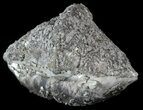Pyrite Replaced Brachiopod (Paraspirifer) - Ohio #52715-1